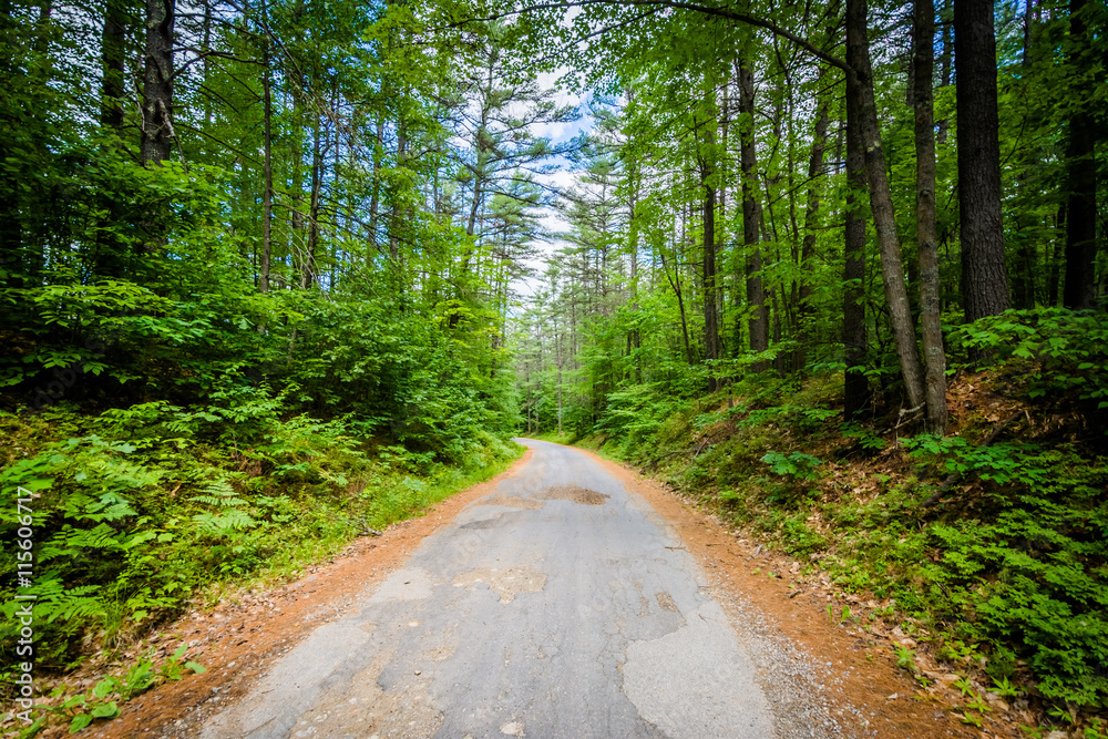 Obraz premium Narrow road in the forest at Bear Brook State Park, New Hampshir
