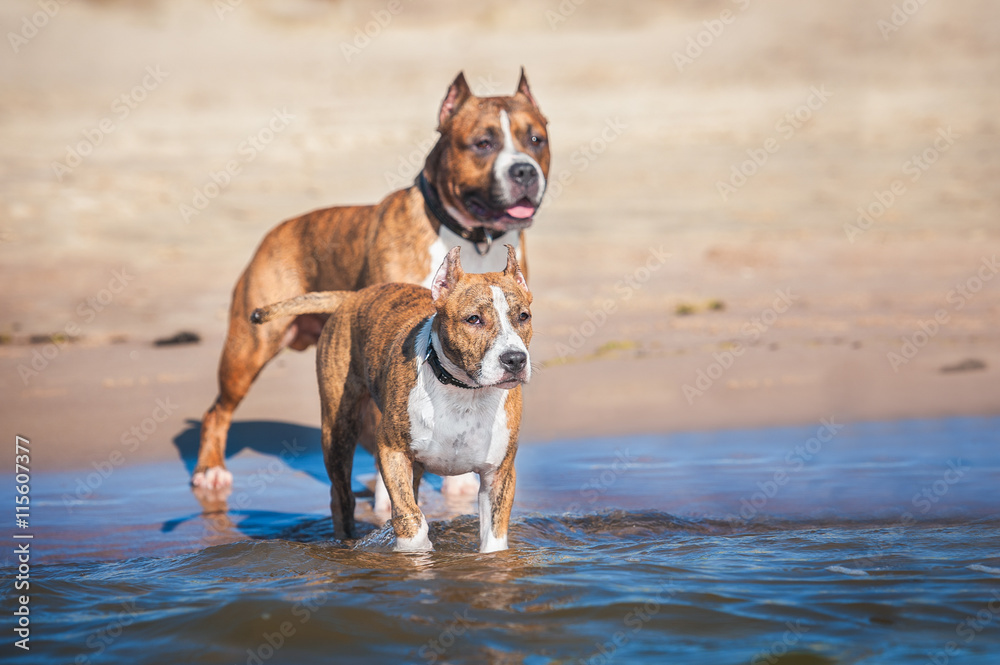 Two american staffordshire terrier dogs on the beach