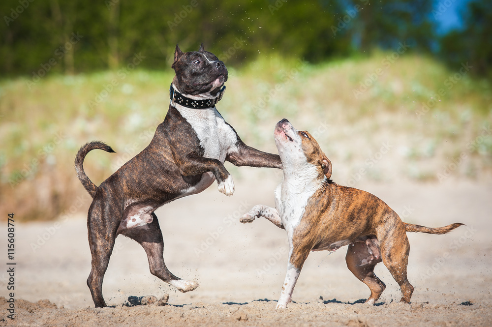 Two american staffordshire terrier dogs playing on the beach