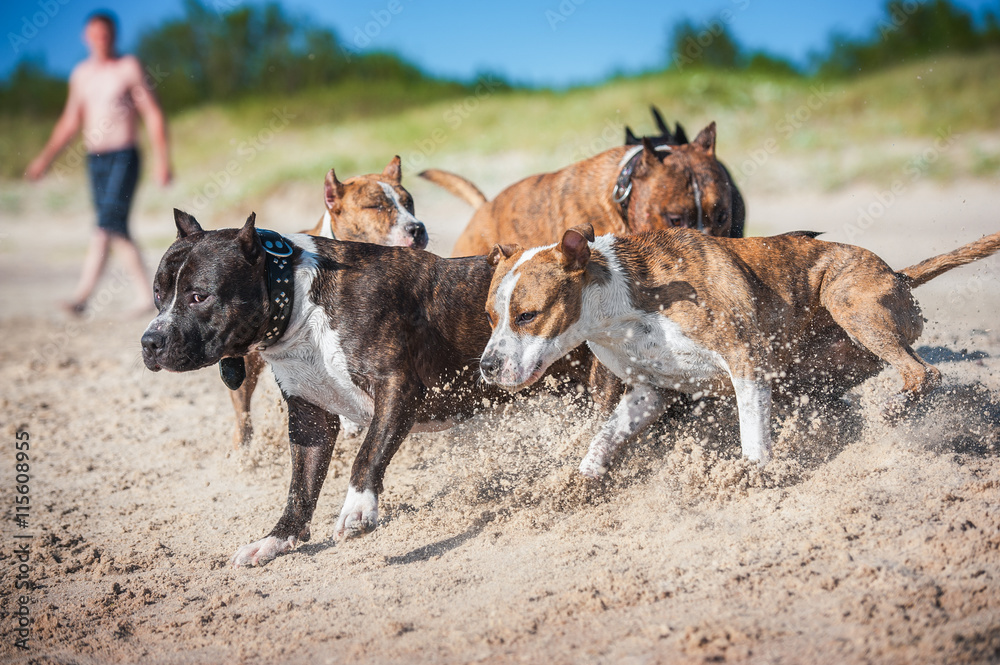 Group of american staffordshire terrier dogs playing on the beach