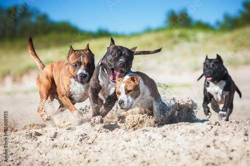 Group of american staffordshire terrier dogs playing on the beach