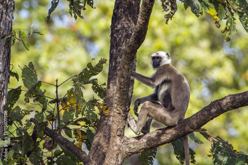 Hanuman Langur in Bardia national park, Nepal