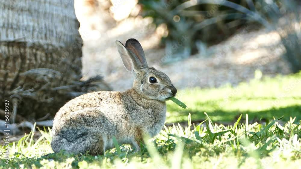 4K Video of Beautiful wild rabbit eating grass at Los Angeles