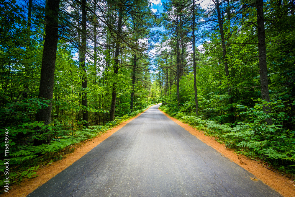Road through a forest at Bear Brook State Park, New Hampshire.