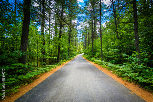 Road through a forest at Bear Brook State Park, New Hampshire. photo