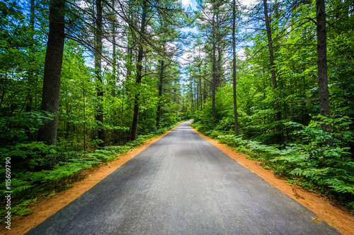 Road through a forest at Bear Brook State Park, New Hampshire. photo