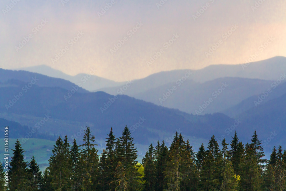 Foggy summer morning in the mountains. Carpathian, Ukraine Foggy summer morning in the mountains. Carpathian, Ukraine