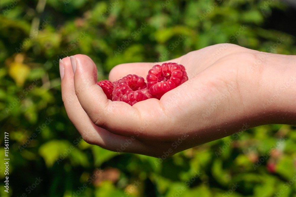 a handful of rapsberry a handful of rapsberry