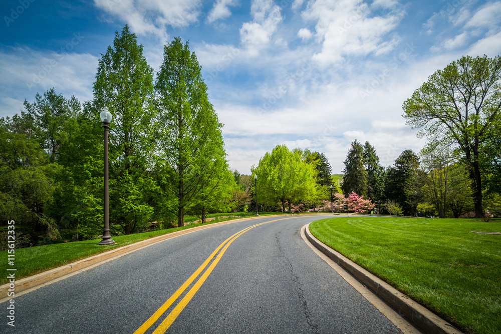 Spring color along a road at John Hopkins at Mount Washington, i Spring color along a road at John Hopkins at Mount Washington, i