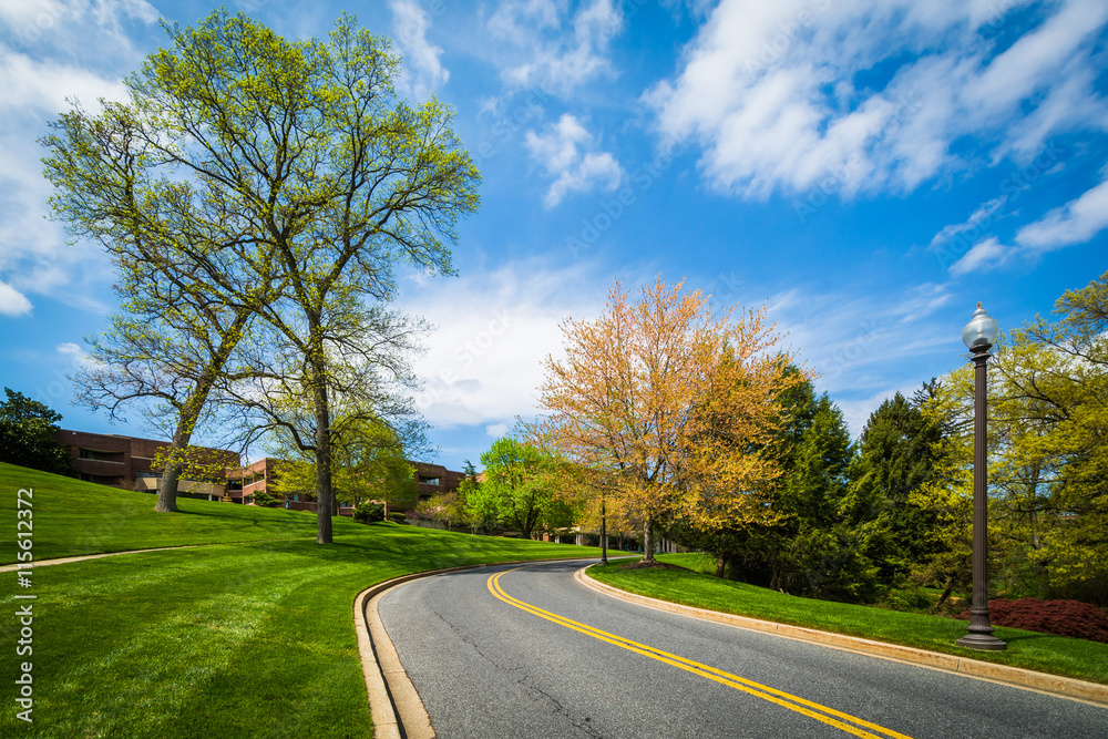 Spring color along a road at John Hopkins at Mount Washington, i