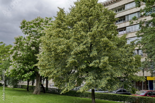 View  of lime tree and Indian Bean Tree with bud and bloom in springtime  Sofia  Bulgaria 