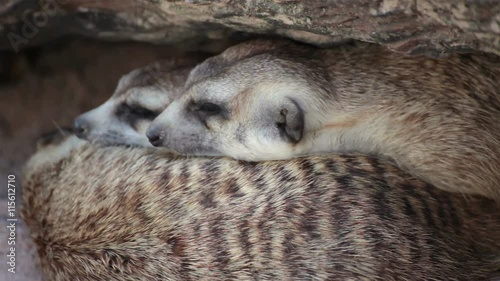 group of meerkat (Suricata suricatta) sleeping under the timber hole