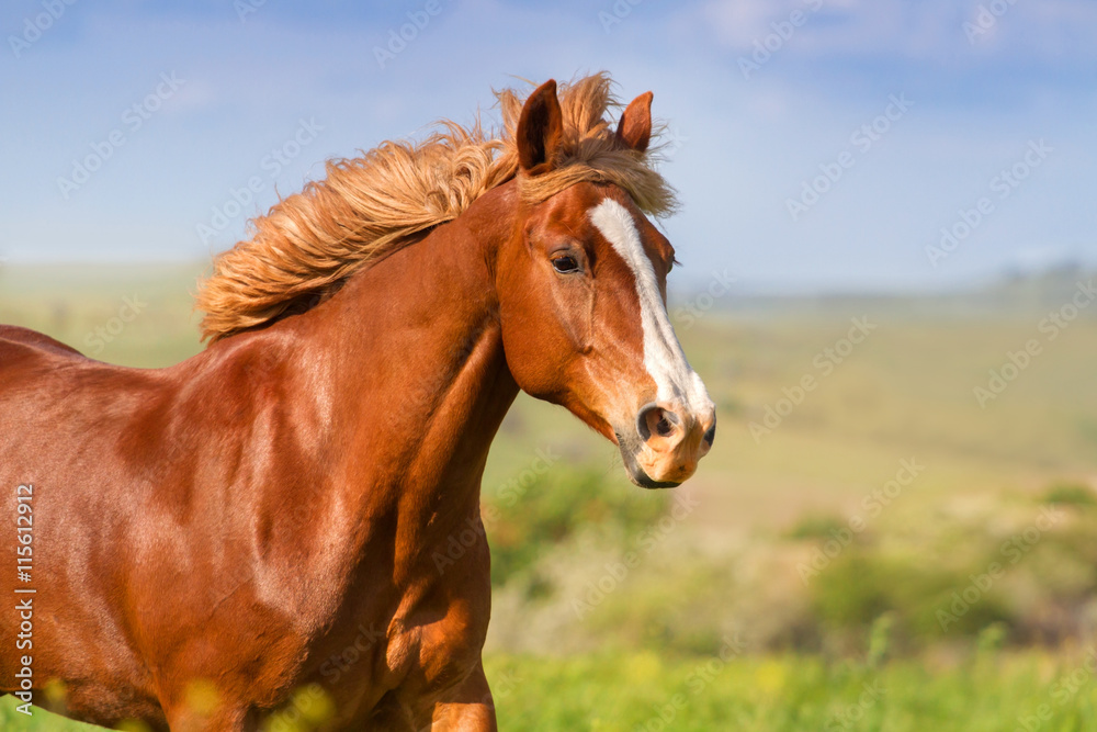 Red horse with long mane portrait in motion 