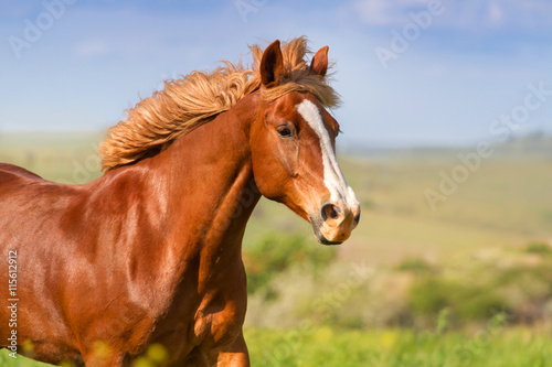 Red horse with long mane portrait in motion 