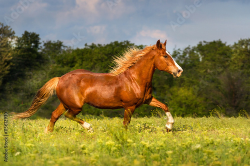 Red horse with long mane trotting
