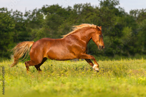 Red horse run gallop in field