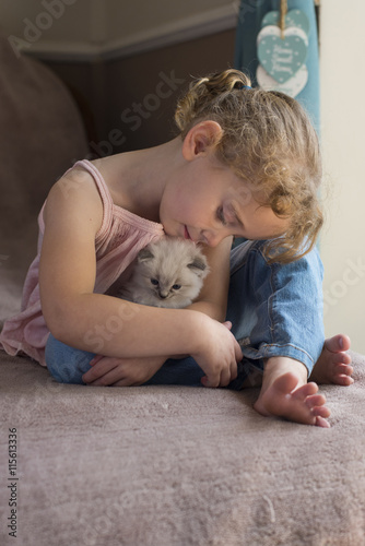 Ragdoll Kitten