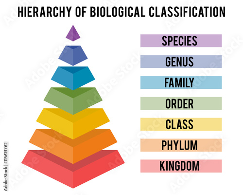 Vector illustration with major taxonomic ranks