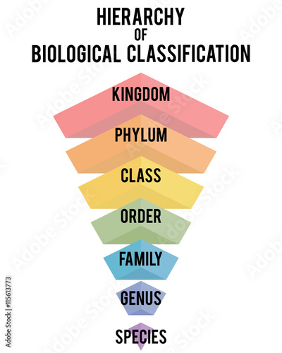 Vector illustration with major taxonomic ranks