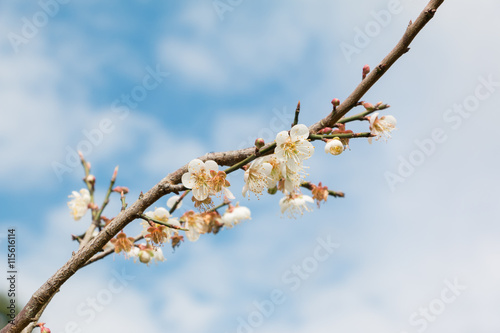 White Chinese plum flowers or Japanese apricot flower on blurry background
