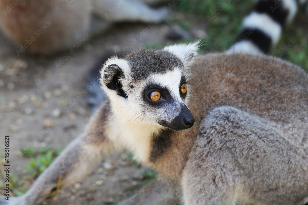 Fototapeta premium A frightened look lemur