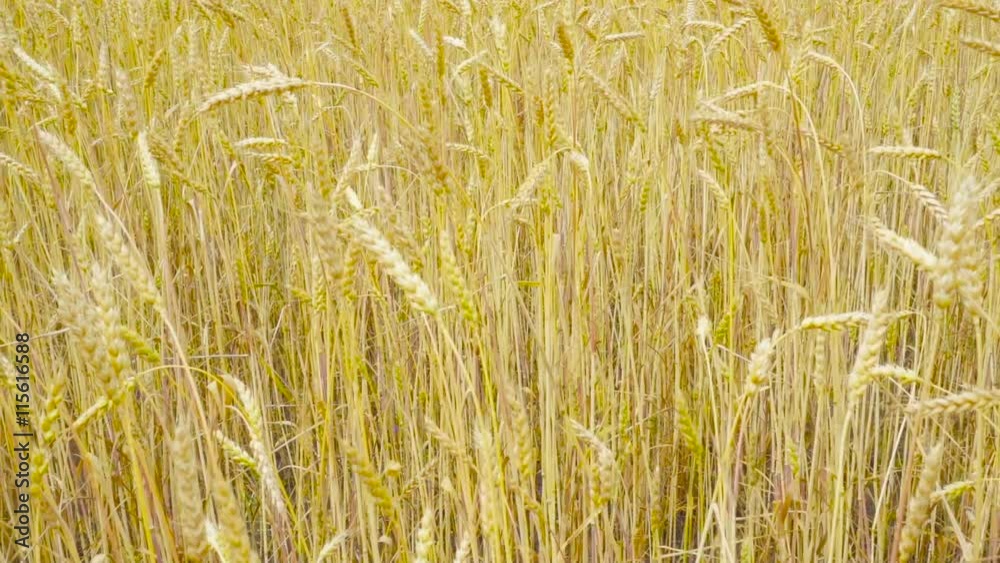 Yellow ears of wheat swaying in the wind on the field in a sunny summer day. Close-up. Yellow ears of wheat swaying in the wind on the field in a sunny summer day. Close-up.