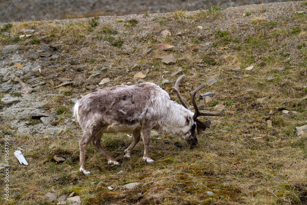 reindeers walking in the svalbard islands reindeers walking in the svalbard islands