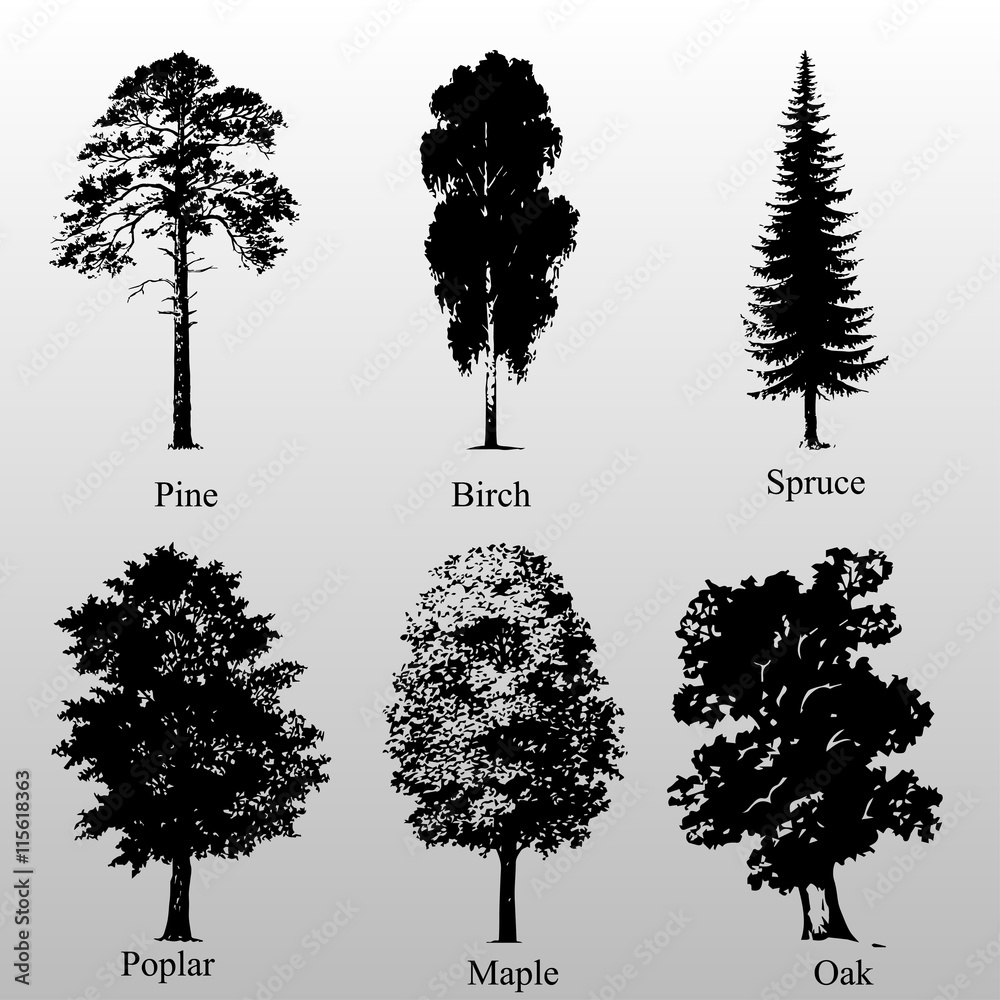 birch pine oak spruce poplar maple