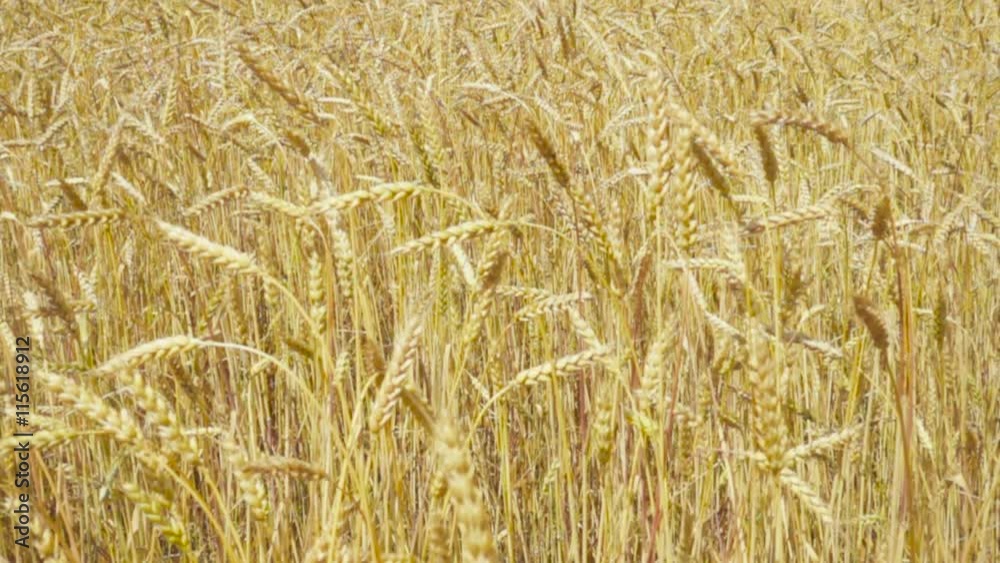 Yellow ears of wheat swaying in the wind on the field in a sunny summer day. Close-up. Slow motion. Yellow ears of wheat swaying in the wind on the field in a sunny summer day. Close-up. Slow motion.