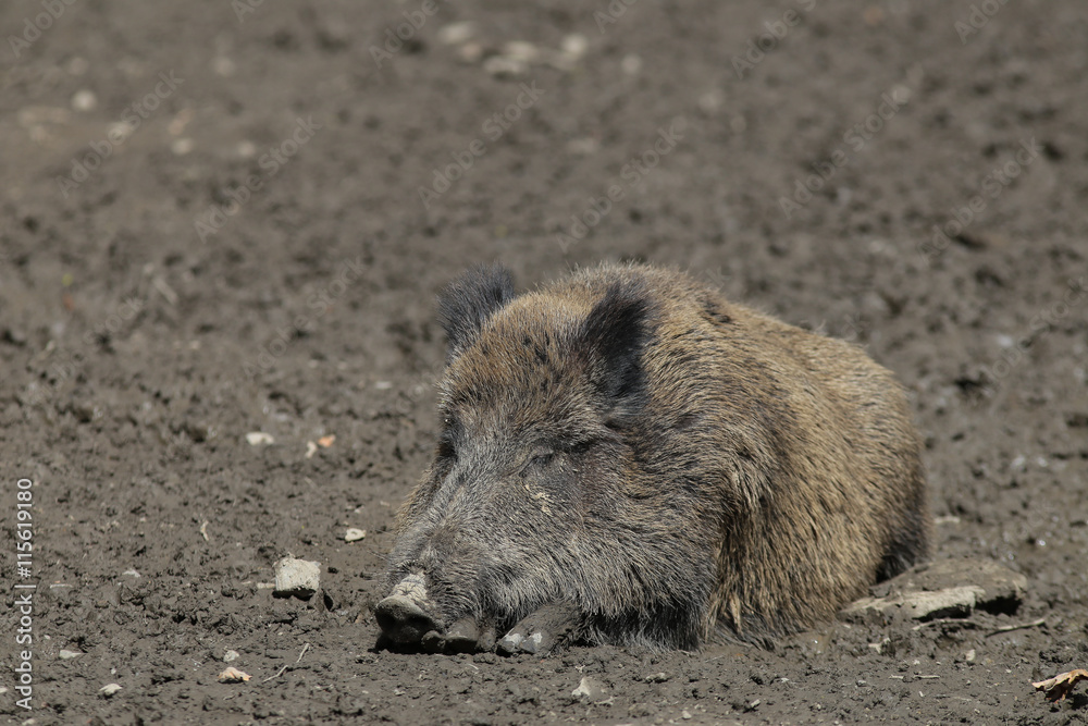 Wildschwein am schlafen in der Sonne Wildschwein am schlafen in der Sonne
