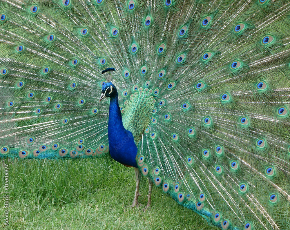 Obraz premium Peacock displaying wonderful vibrant tail feathers.