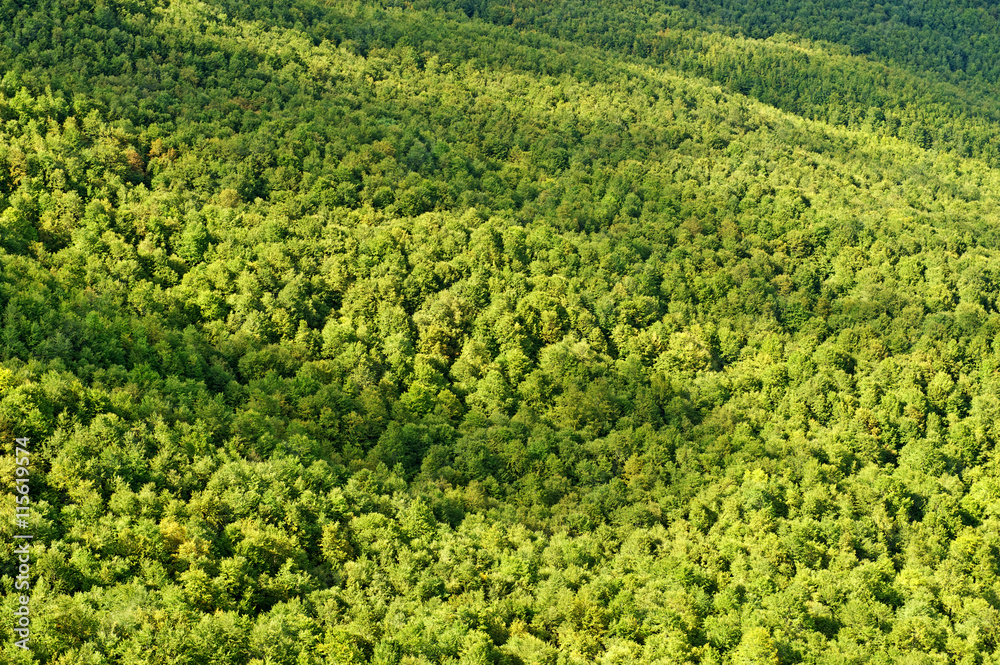 Foresta, bosco Foresta, bosco