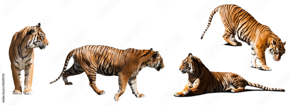Fototapeta premium set of tigers over white