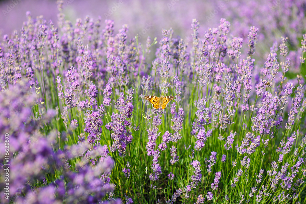 Orange butterfly on lavender flower Orange butterfly on lavender flower