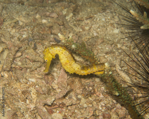 closed up the yellow seahorse in Myanmar divesite