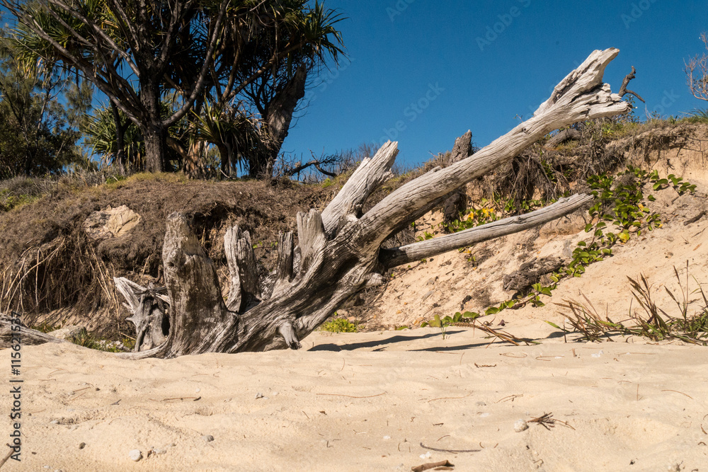 Holzstück am Nordstrand von North Stadbroke Island - Ostküste von Australien Holzstück am Nordstrand von North Stadbroke Island - Ostküste von Australien