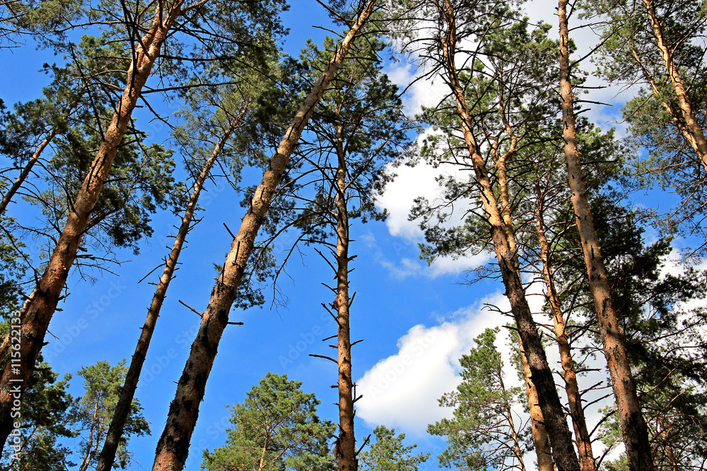 Obraz premium summer wood