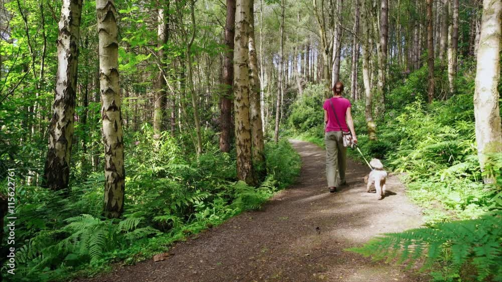 A woman walking their dog along a sunny woodland path. England, UK. A woman walking their dog along a sunny woodland path. England, UK.