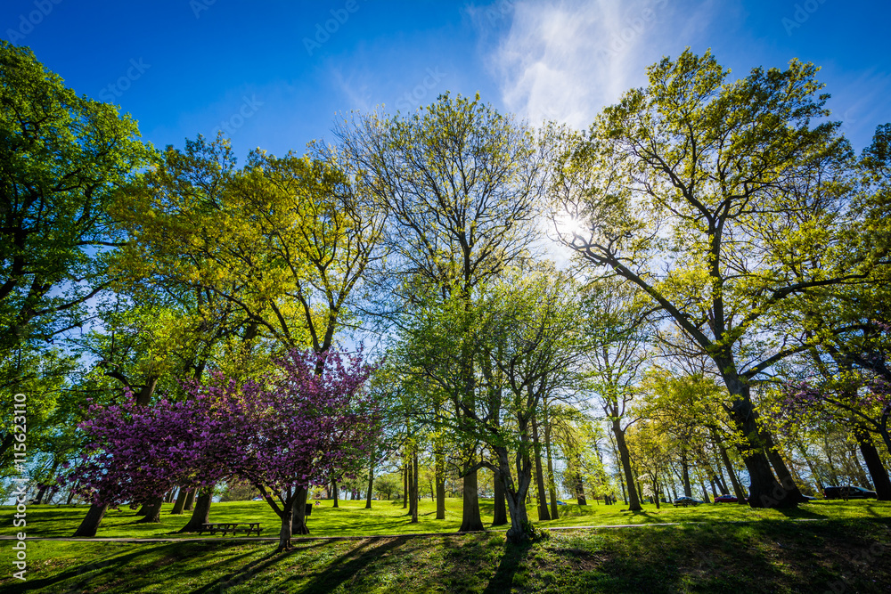 Fototapeta premium The sun shining through trees at Druid Hill Park, in Baltimore,