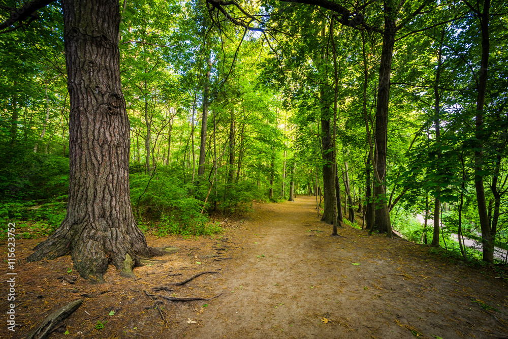 Trail in the forest, at High Park in Toronto, Ontario.