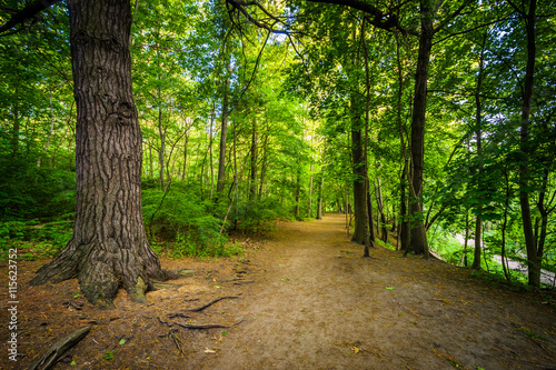 Trail in the forest  at High Park in Toronto  Ontario.