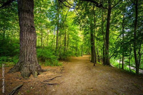 Canvas Print Trail in the forest, at High Park in Toronto, Ontario.