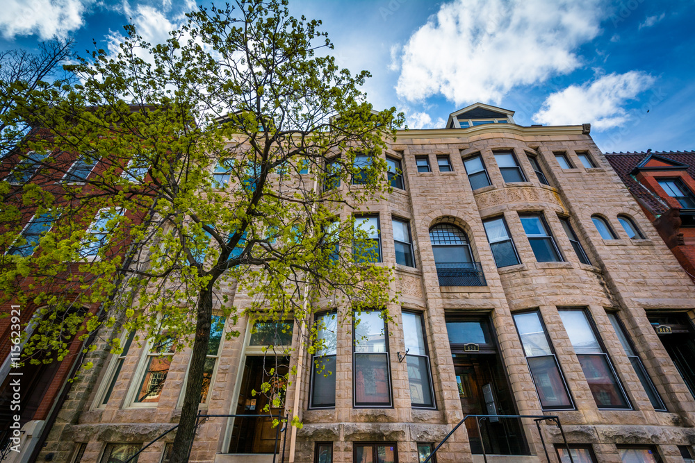 Fototapeta premium Tree and row houses in Mount Vernon, Baltimore, Maryland.