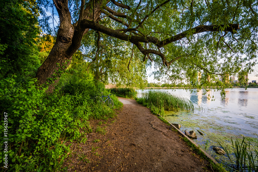 Fototapeta premium Tree and trail along the Grenadier Pond, at High Park, in Toront