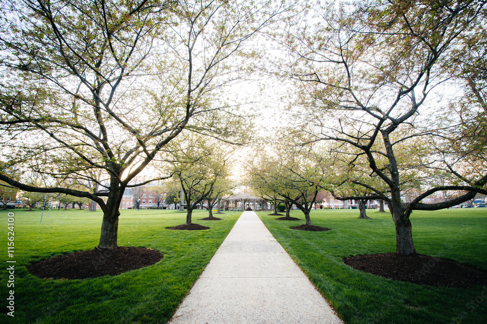 Trees along a walkway at Hood College, in Frederick, Maryland.
