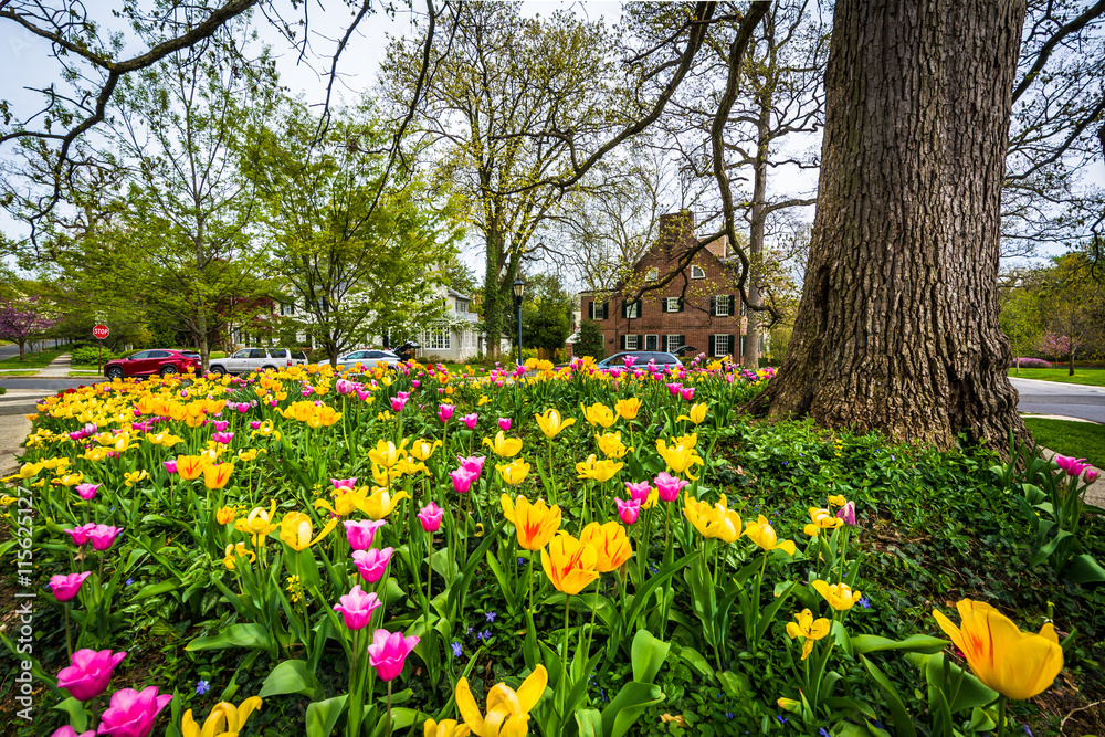 Tulips at Sherwood Gardens Park, in Baltimore, Maryland.