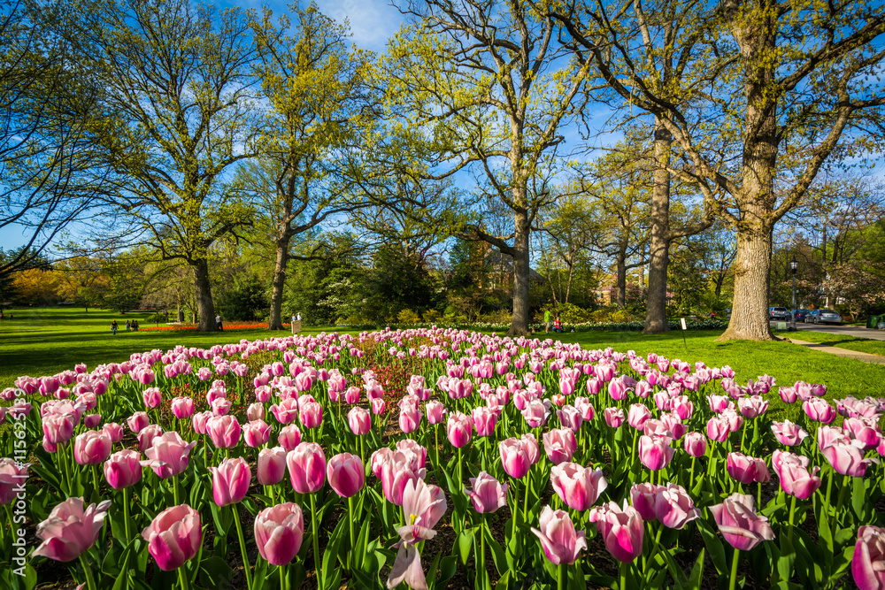 Tulips at Sherwood Gardens Park, in Baltimore, Maryland.