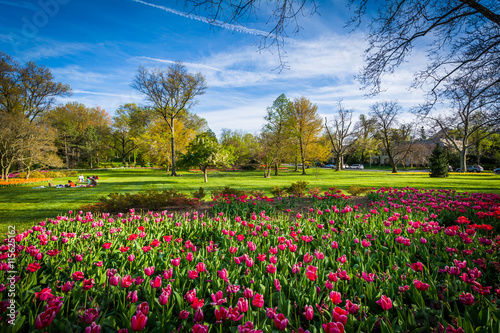 Fotografija Tulips at Sherwood Gardens Park, in Baltimore, Maryland.