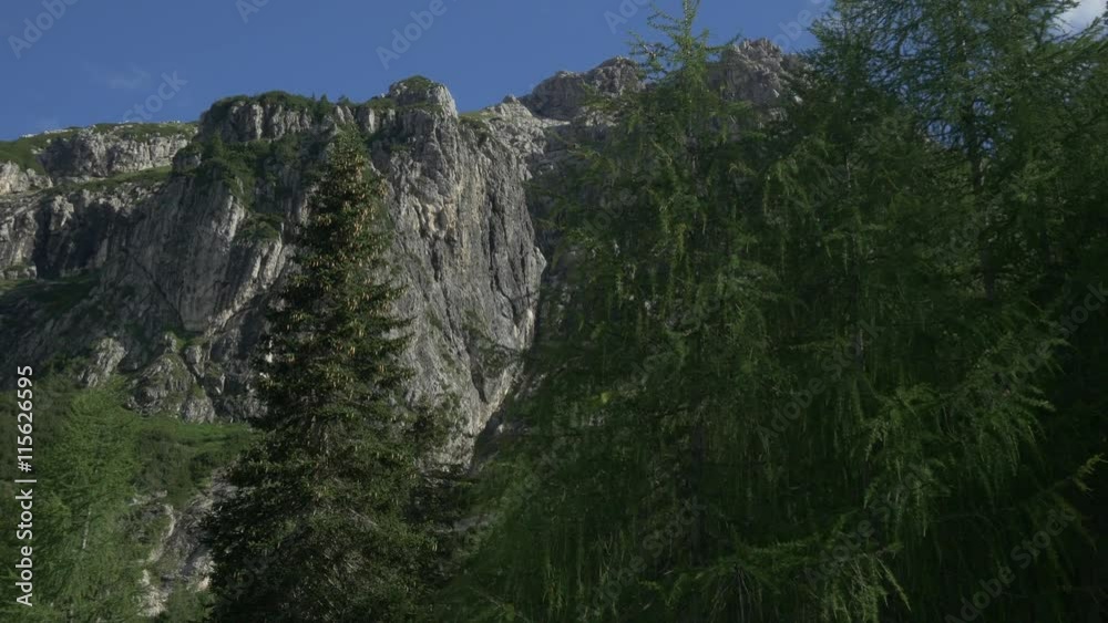 AERIAL: Beautiful larch trees in the mountains AERIAL: Beautiful larch trees in the mountains
