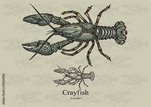 Crayfish. Vector illustration for web, education examples, graphic and packaging design. Suitable for patterns and artwork in 